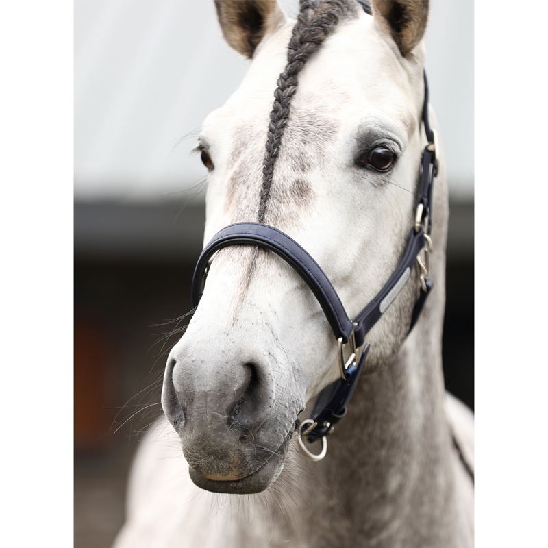 Equilibrium New Stellar Headcollar - Navy-3