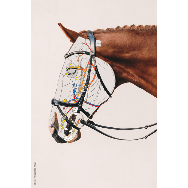 Schockemohle Equitus Alpha Anatomical Bridle -  Black/Silver-2