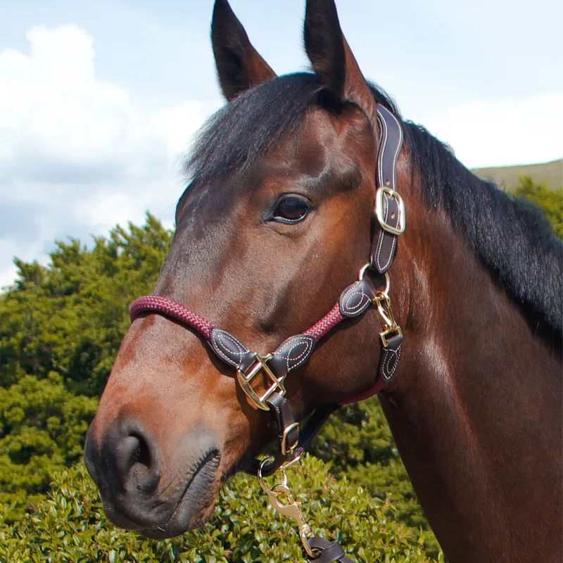 Cameo Anatomic Leather Headcollar - Plum