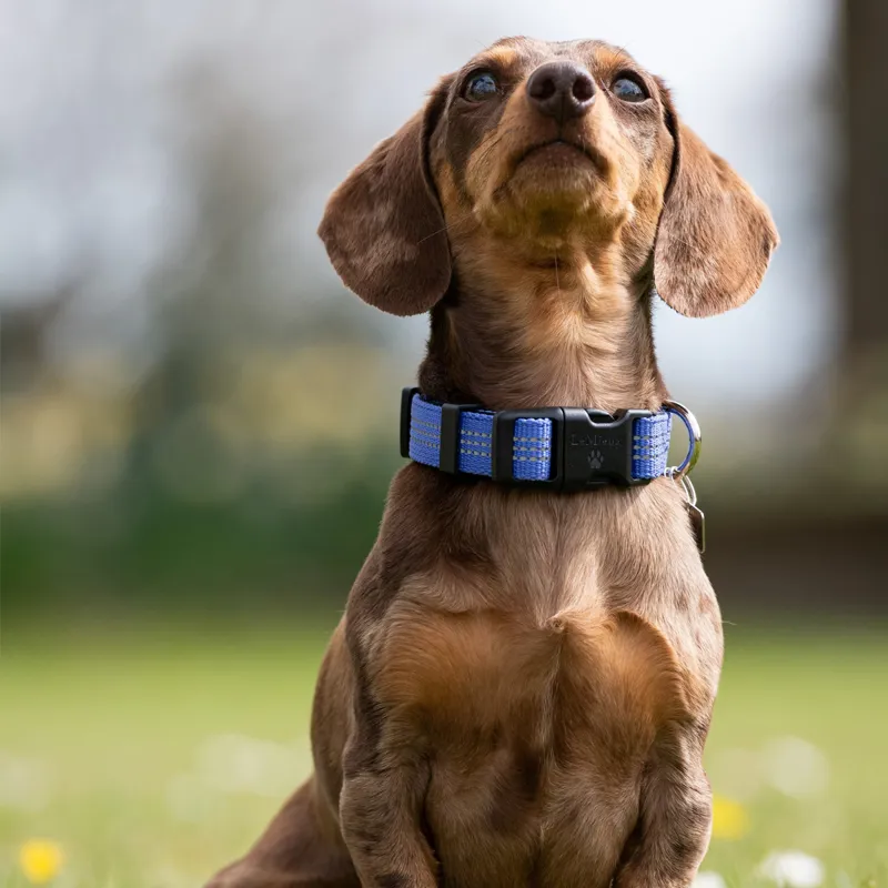 LeMieux Henley Webbing Dog Collar - Bluebell-2