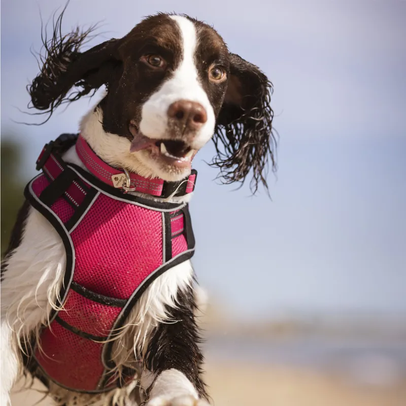 LeMieux Henley Webbing Dog Collar - Watermelon-2