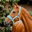 Horseware Signature Grooming Headcollar - Blue Haze - PRE ORDER