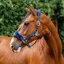 Horseware Signature Grooming Headcollar - Navy