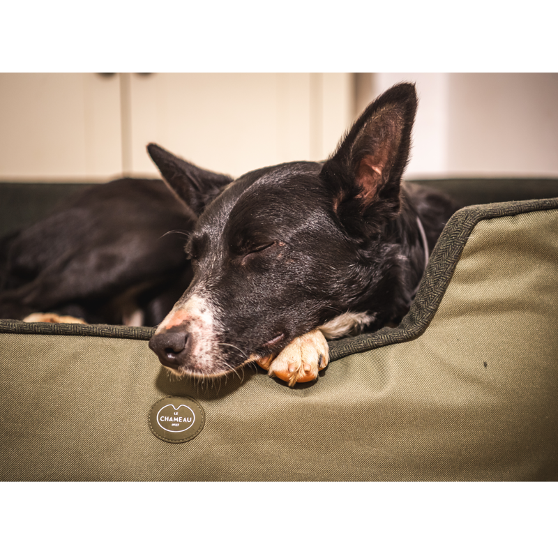 Le Chameau Dog Bed - Vert Chameau-1