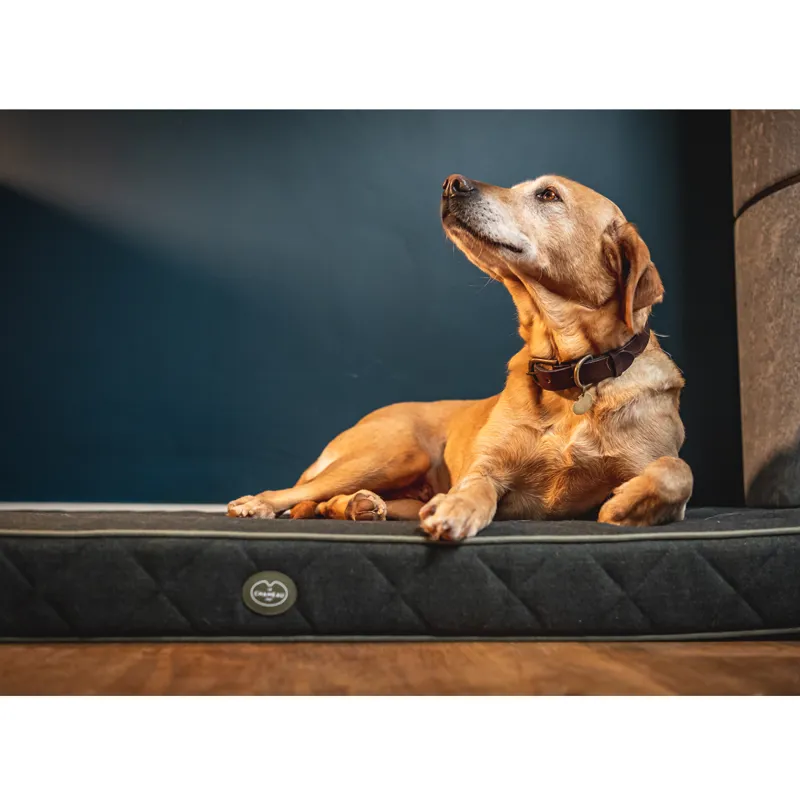 Le Chameau Cushion Dog Bed - Vert Chameau-1