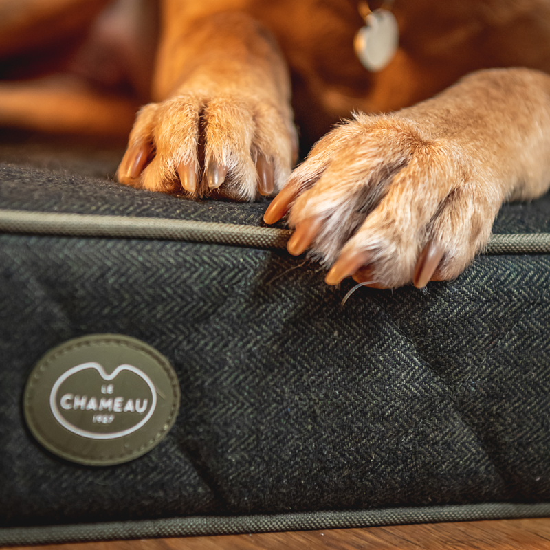Le Chameau Cushion Dog Bed - Vert Chameau-2