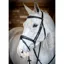 LeMieux Competition Flash Bridle - Black