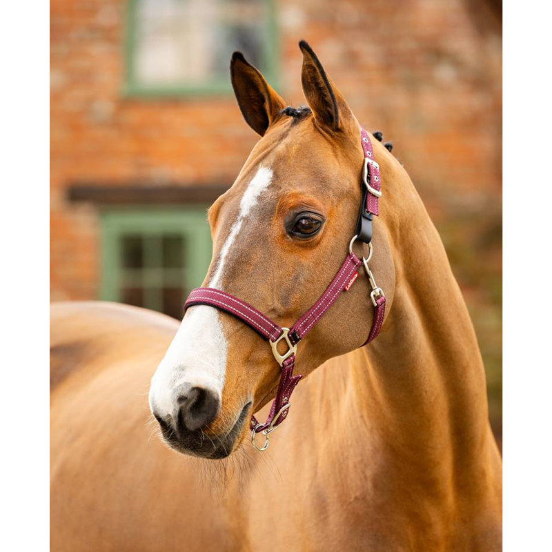 LeMieux Essential Yard Headcollar - Burgundy-1