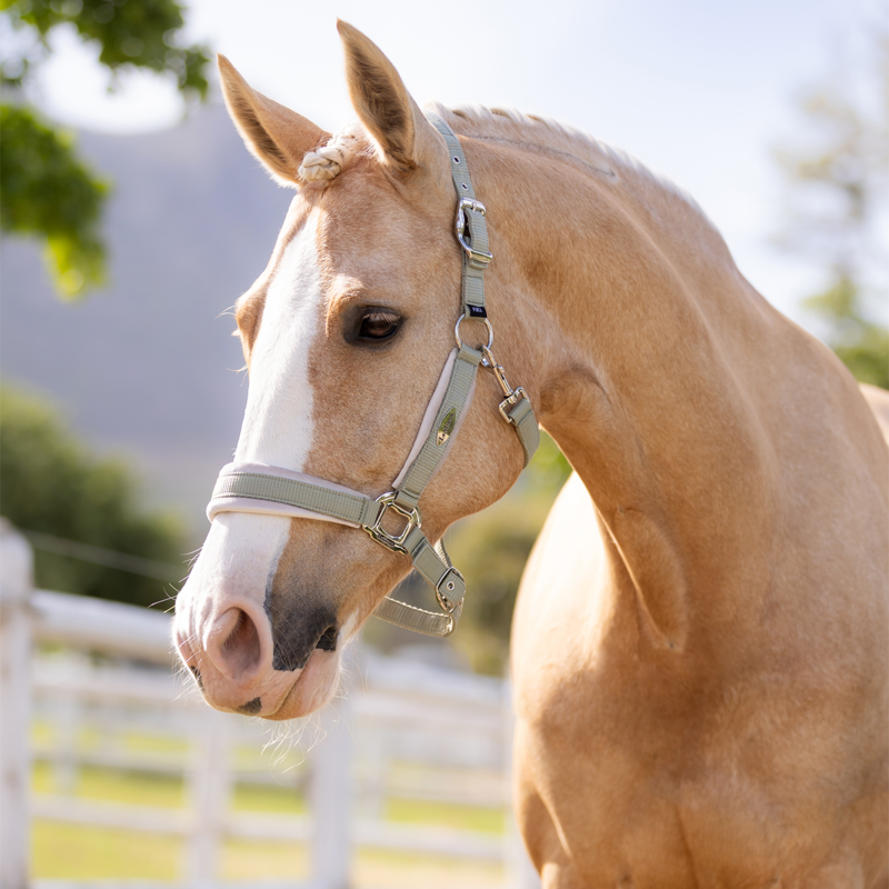 LeMieux Versailles Headcollar - Fern-1
