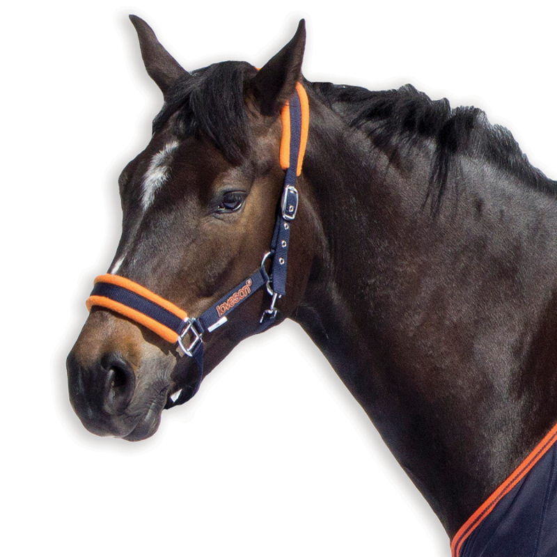 Loveson Headcollar-6