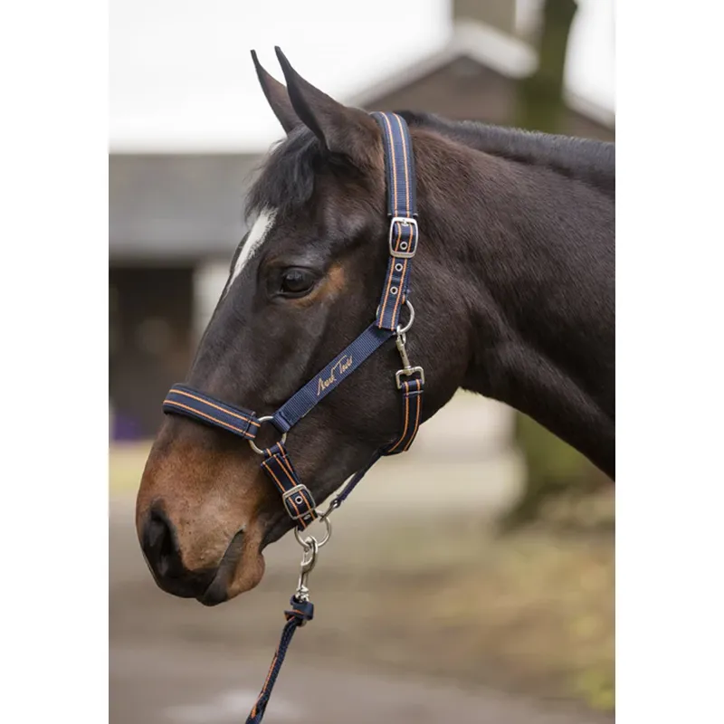 Mark Todd Headcollar - Navy/Orange - Pony