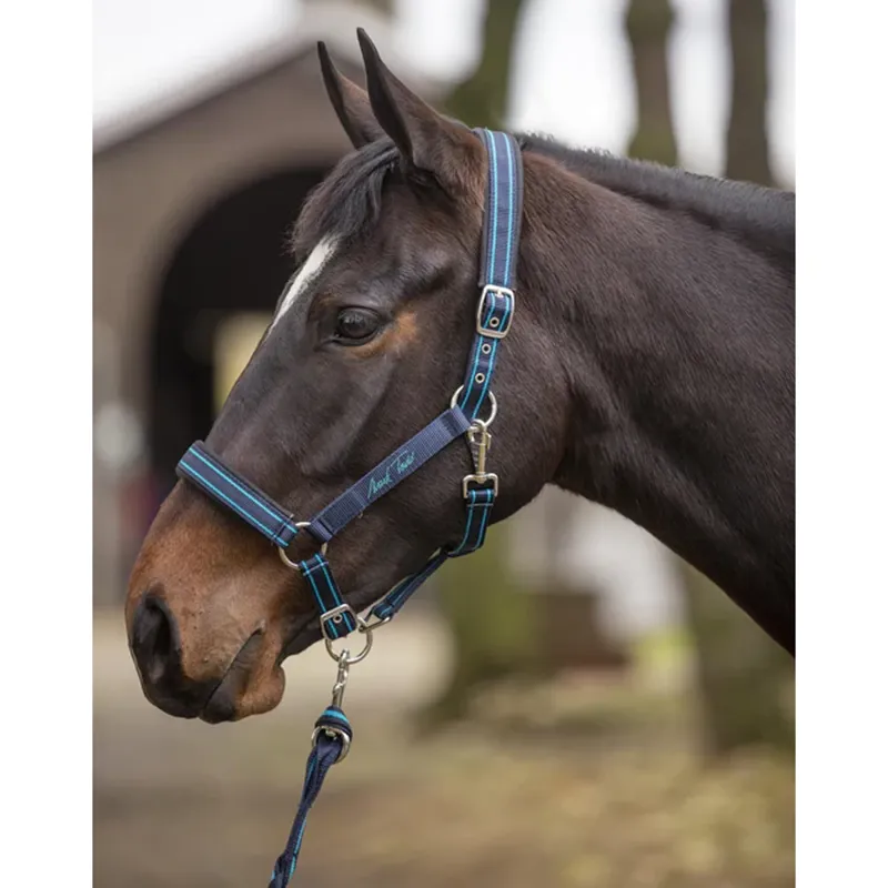 Mark Todd Headcollar - Navy/Royal - Pony