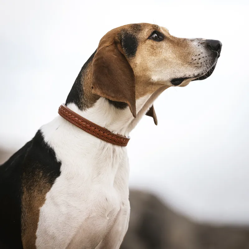 LeMieux Oxford Dog Collar - Tan-3