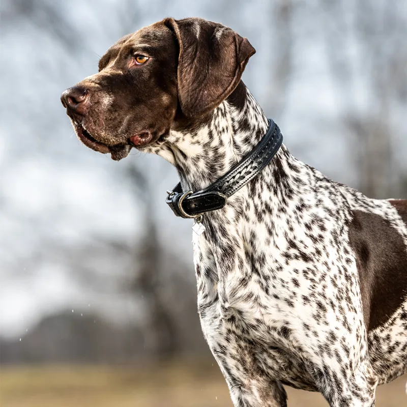 LeMieux Oxford Dog Collar - Black-3