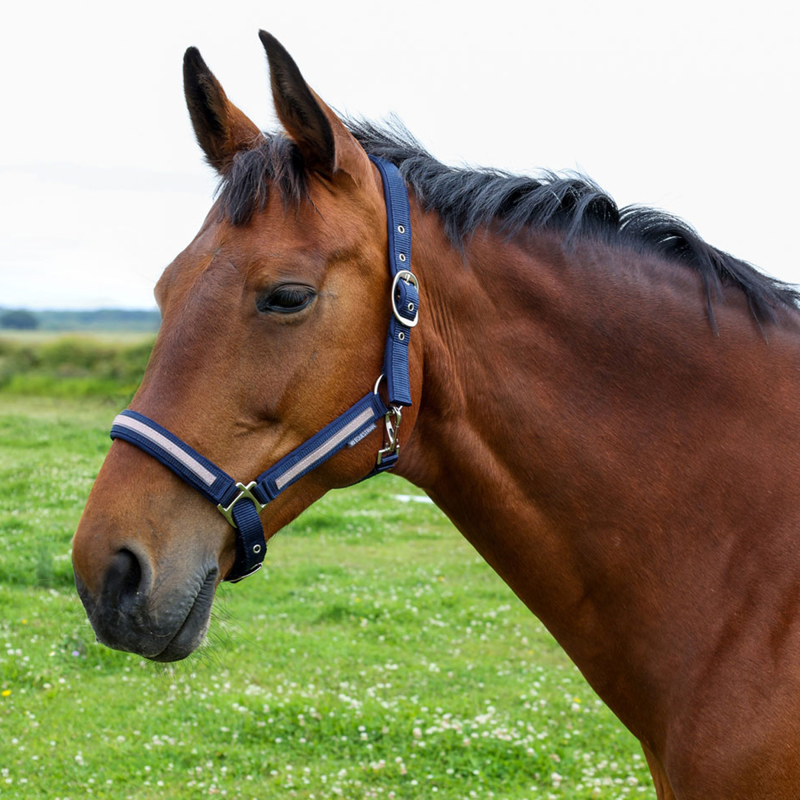Hy Equestrian Mystic Head Collar - Navy/Rose Dust-1