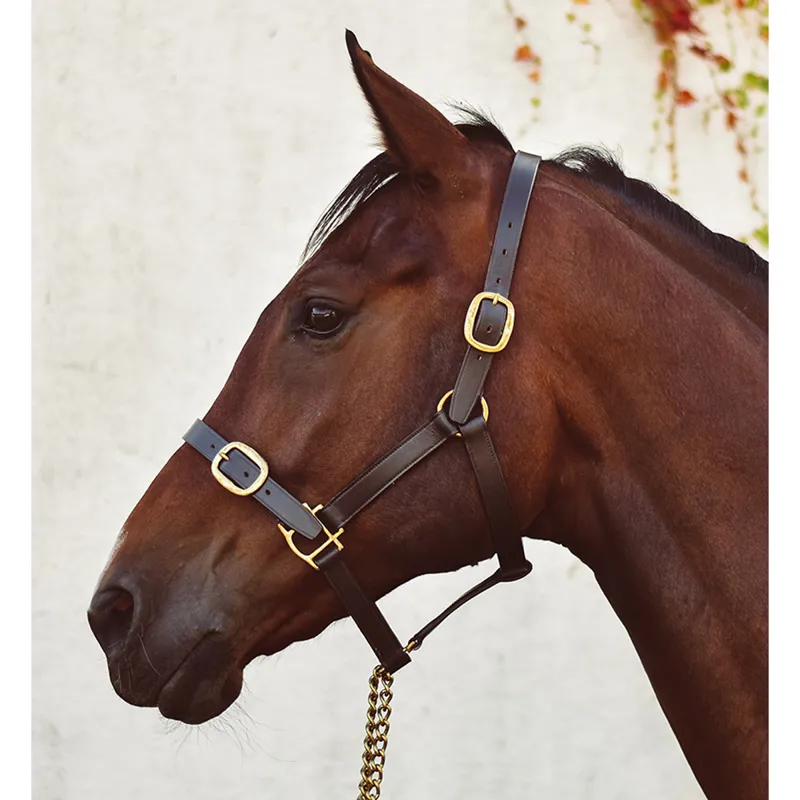 Mackey Classic Leather Headcollar - Black