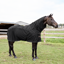 Kentucky Classic Waterproof Combo Fly Rug - Black