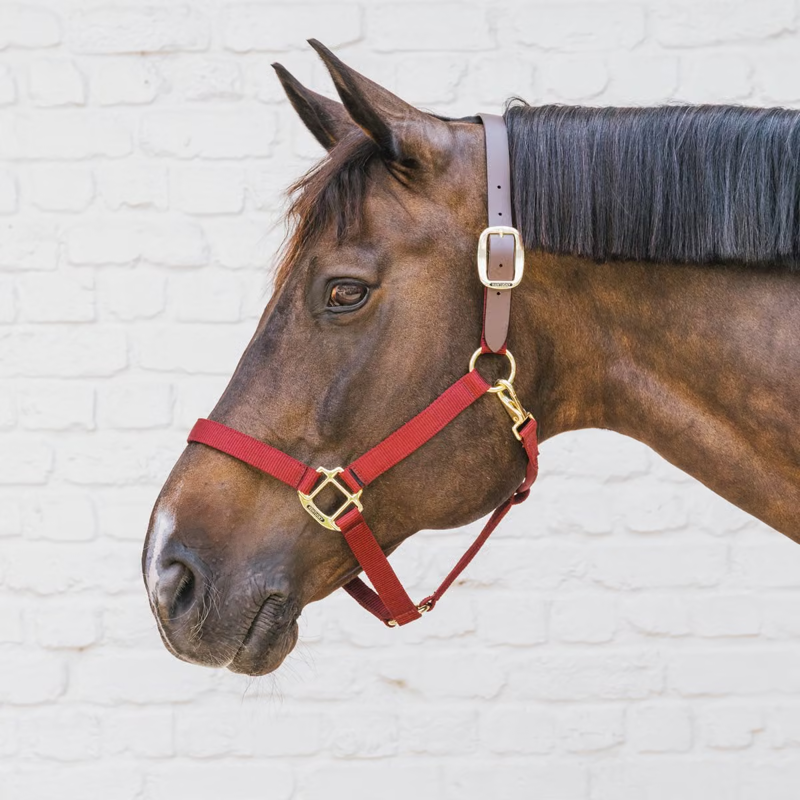 Kentucky Nylon Breakaway Headcollar - Bordeaux