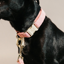 Kentucky Wool Dog Collar - Pink