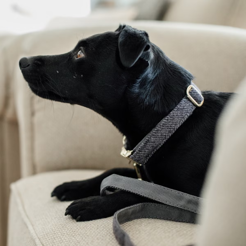 Kentucky Wool Dog Collar - Grey