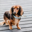 Kentucky Wool Dog Collar - Light Blue