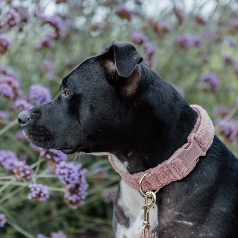 Kentucky Teddy Fleece Dog Collar - Old Rose