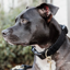 Kentucky Teddy Fleece Dog Collar - Black