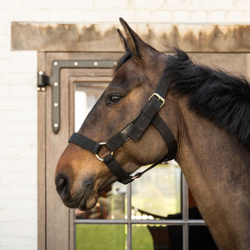 Kentucky Heavy Duty Headcollar - Black