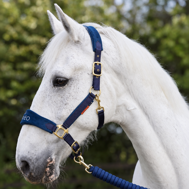 Cameo Suede Elite Headcollar and Rope - Navy