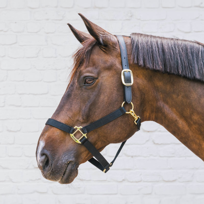 Kentucky Nylon Breakaway Headcollar - Black