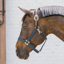 Kentucky Nylon Breakaway Headcollar - Navy