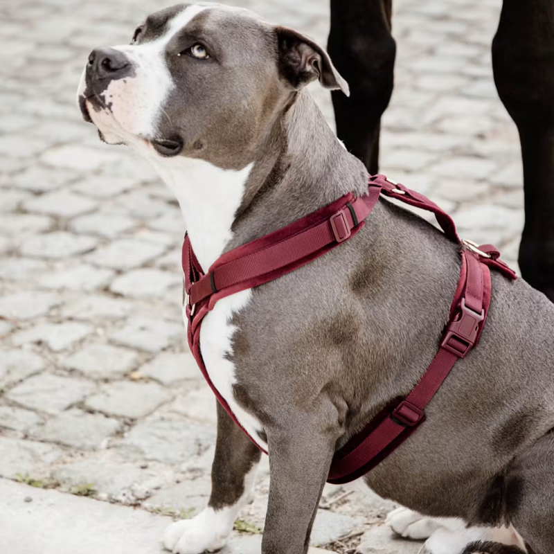 Kentucky Active Velvet Dog Harness - Bordeaux