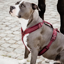 Kentucky Active Velvet Dog Harness - Bordeaux