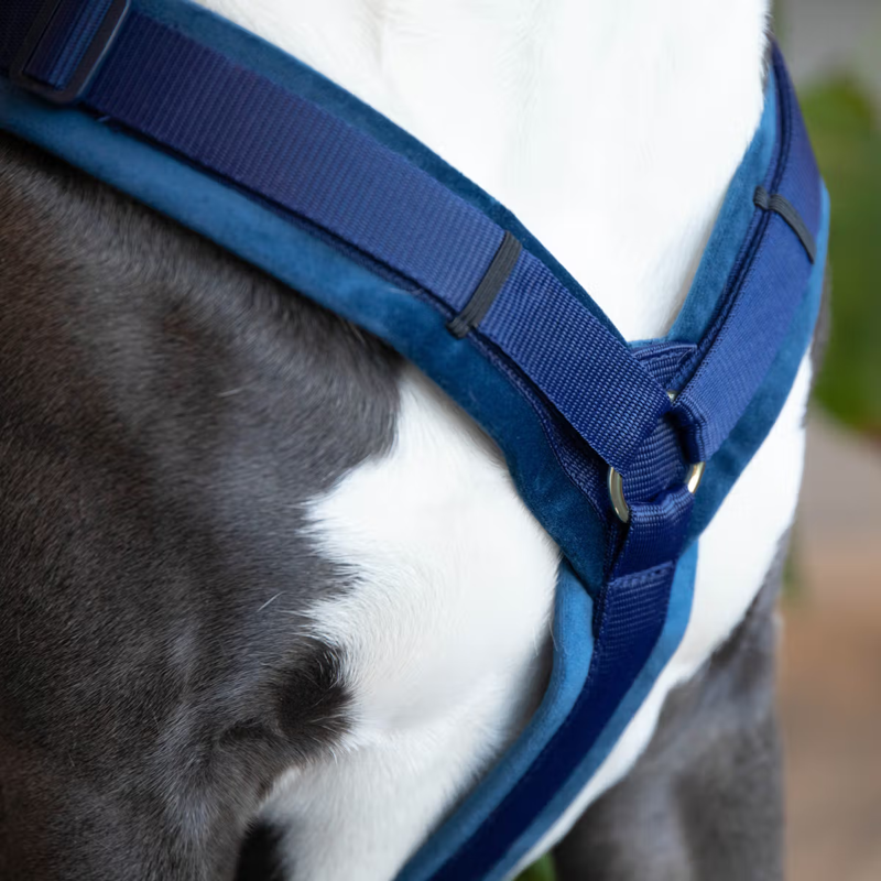 Kentucky Active Velvet Dog Harness - Navy-1
