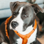 Kentucky Active Velvet Dog Harness - Orange