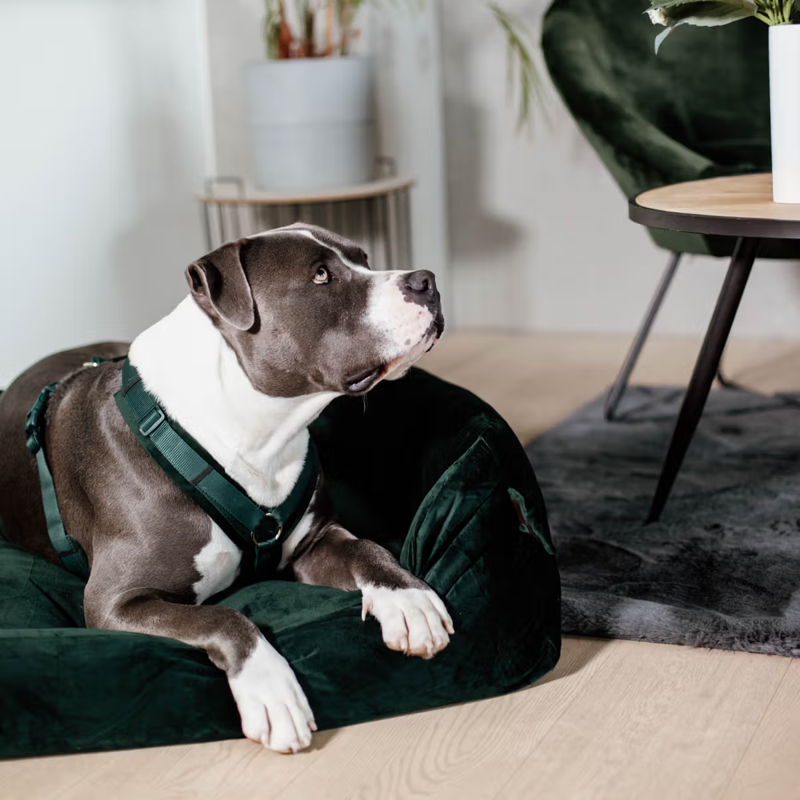 Kentucky Active Velvet Dog Harness - Pine Green