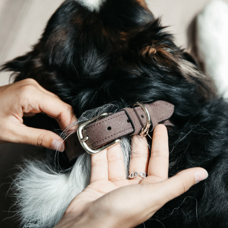 Kentucky Velvet Leather Dog Collar - Brown-1