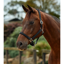 Dublin Braided Leather Headcollar - Black