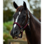 Dublin Braided Leather Headcollar - Burgundy