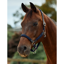Dublin Braided Leather Headcollar - Navy