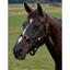Dublin Everyday Headcollar - Black