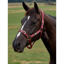Dublin Everyday Headcollar - Burgundy