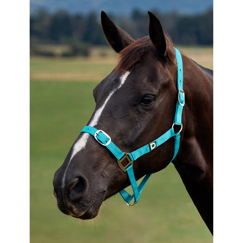 Dublin Everyday Headcollar - Dark Turquoise