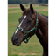 Dublin Everyday Headcollar - Green