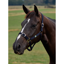 Dublin Everyday Headcollar - Navy
