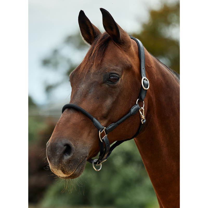 Dublin Leather Rope Headcollar - Black/Black