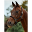 Dublin Leather Rope Headcollar - Black/Black