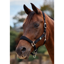 Dublin Neo Comfort Headcollar - Black