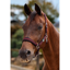 Dublin Neo Comfort Headcollar - Burgundy