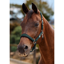 Dublin Neo Comfort Headcollar - Green/Black